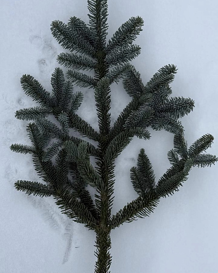 1 Лапа Нобилиса “M” с доставкой по Астане