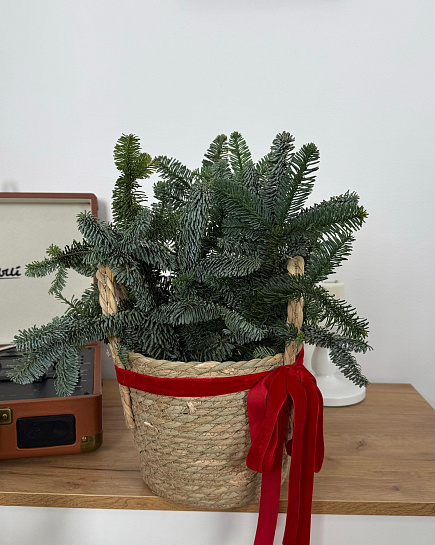 Датская хвоя в кашпо S с доставкой по Астане