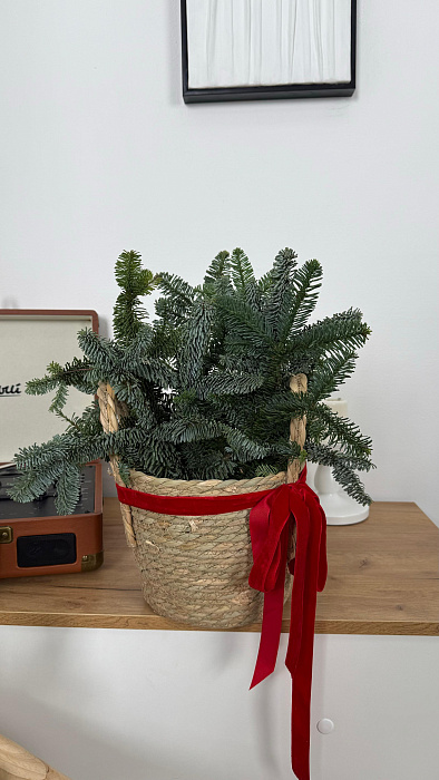 Датская хвоя в кашпо S - купить в Астане с доставкой