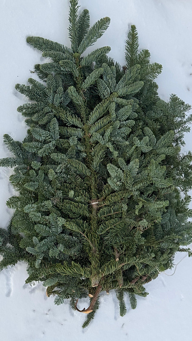 Связка (банч) нобилиса 5кг - купить в Астане с доставкой