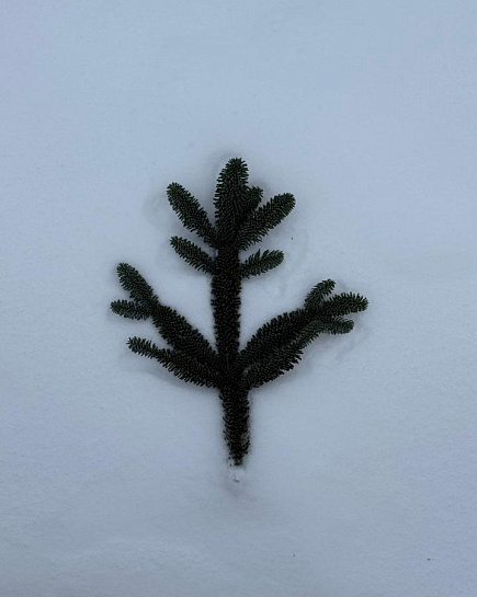 1 Лапа Нобилиса “XS” с доставкой по Астане