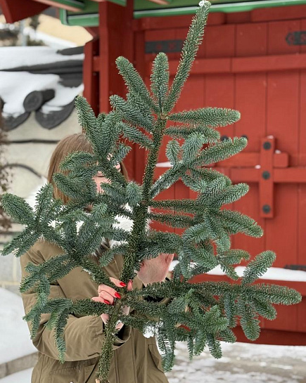 1 Лапа Нобилиса “L” с доставкой по Астане