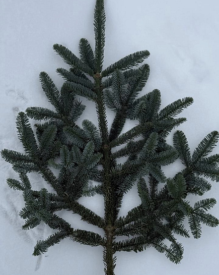 1 Лапа Нобилиса “L” с доставкой по Астане