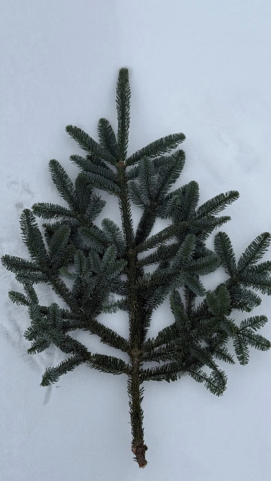 1 Лапа Нобилиса “L” - купить в Астане с доставкой