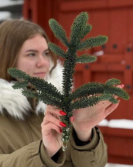 1 Лапа Нобилиса “XS” с доставкой по Астане