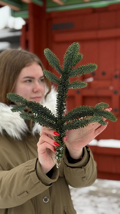 1 Лапа Нобилиса “XS” - купить в Астане с доставкой