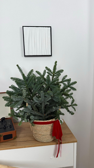 Датская хвоя в кашпо М - купить в Астане с доставкой