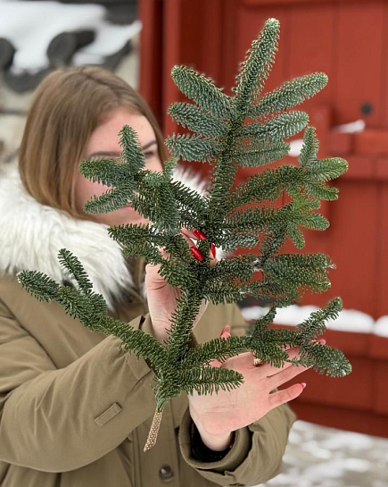 1 Лапа Нобилиса “S” с доставкой по Астане