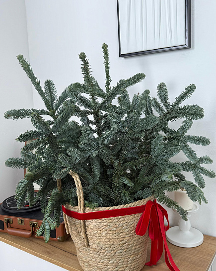 Датская хвоя в кашпо L с доставкой по Астане