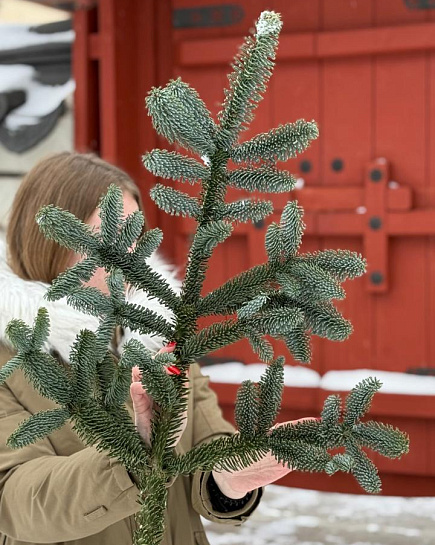 1 Лапа Нобилиса “M” с доставкой по Астане